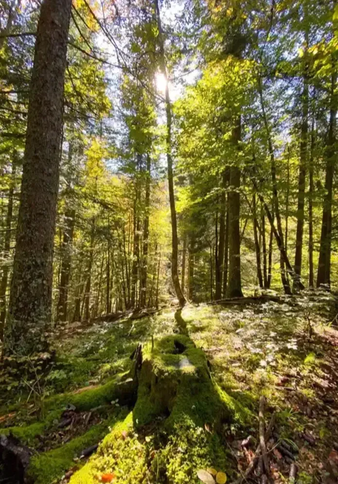 Forêt