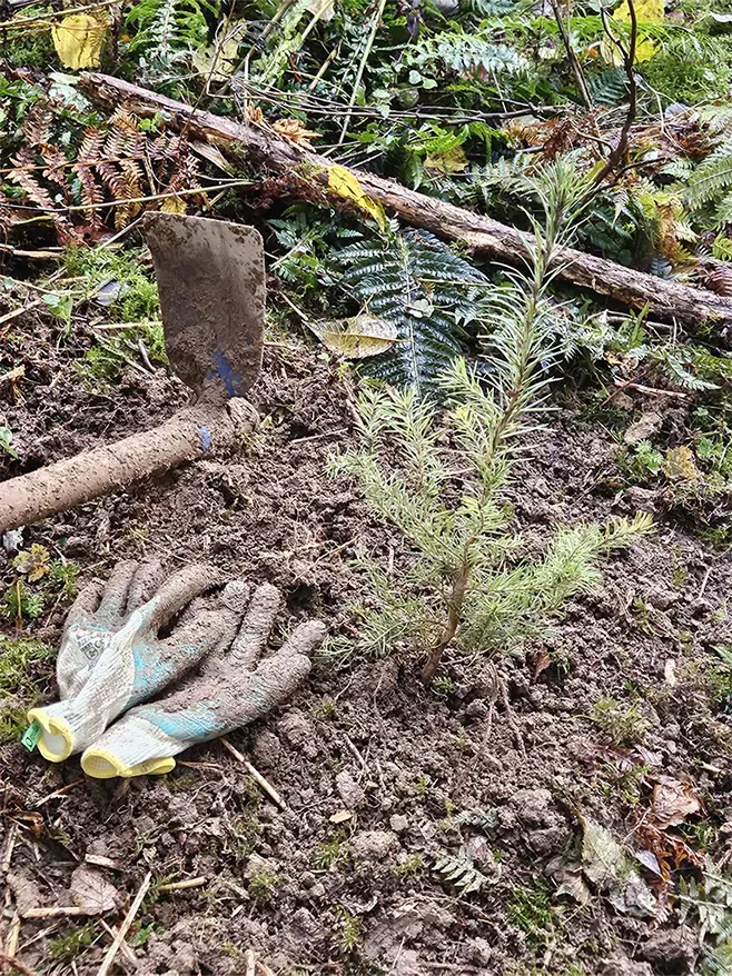 Exploitant forestier à Villard-De-Lans