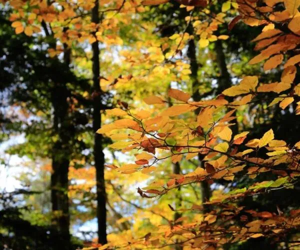 Vente de forêt à Villard-De-Lans