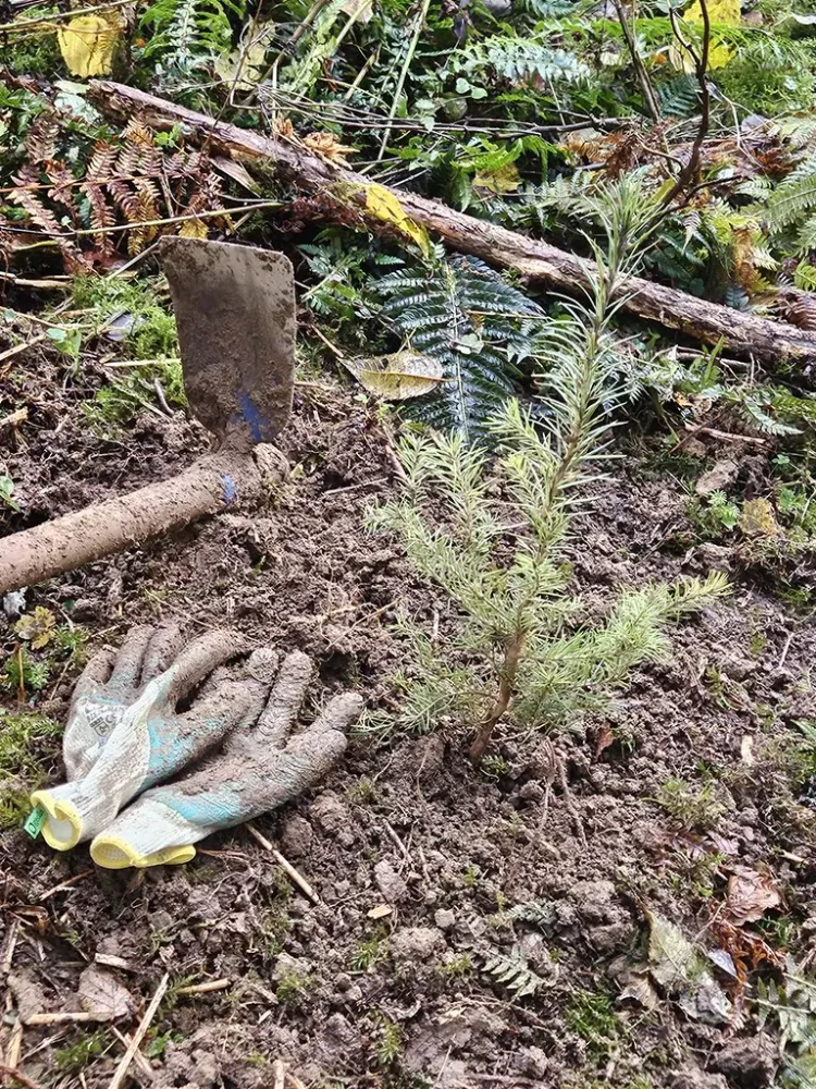 Abattage d'arbre à Villard-De-Lans